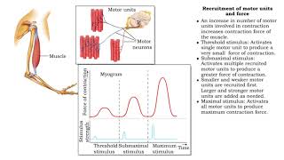 Frequency of stimulation and force (Recruitment of motor units and force)