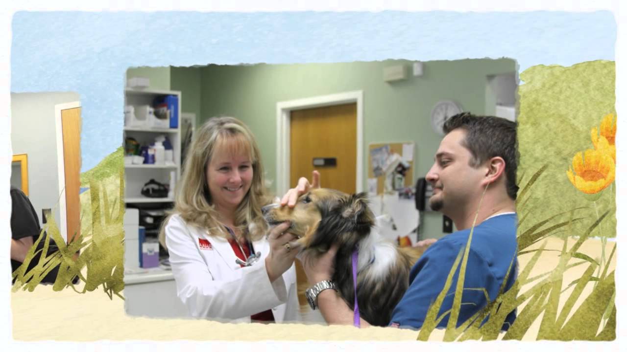 to Moore Animal Hospital YouTube