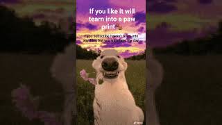 #dog #pawprint #automobile #helpmemakethismakesense #roblox #roblox #amnewbutnottheleast #funny #bye