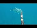 【魚突き】奄美大島 ロウニンアジ28kg スジアラ コクハンアラ 2020年7月