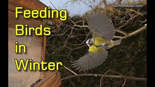 Feeding Birds In Winter (With Tits In Slow Motion)