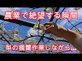 農業で絶望する瞬間…農業を志す者、絶対に頭に入れてほしいこと、梨の摘蕾作業しながら【農業・家庭菜園・自給自足】