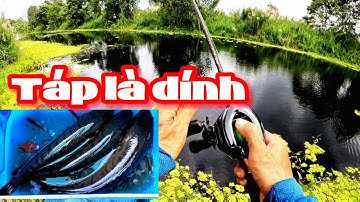 Câu cá lóc rừng U Minh Thượng #@huukhuynhkiengiang ( tập 60)