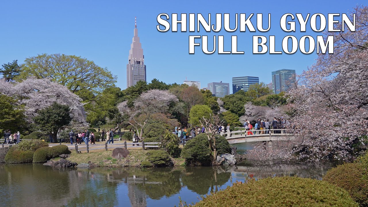 🌸 Cherry Blossoms in Full Bloom 🌸 | Shinjuku Gyoen Tokyo 2025