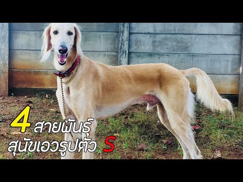 วีดีโอ: อัฟกัน ฮาวด์ สุนัขพันธุ์ Hypoallergenic สุขภาพและอายุขัย