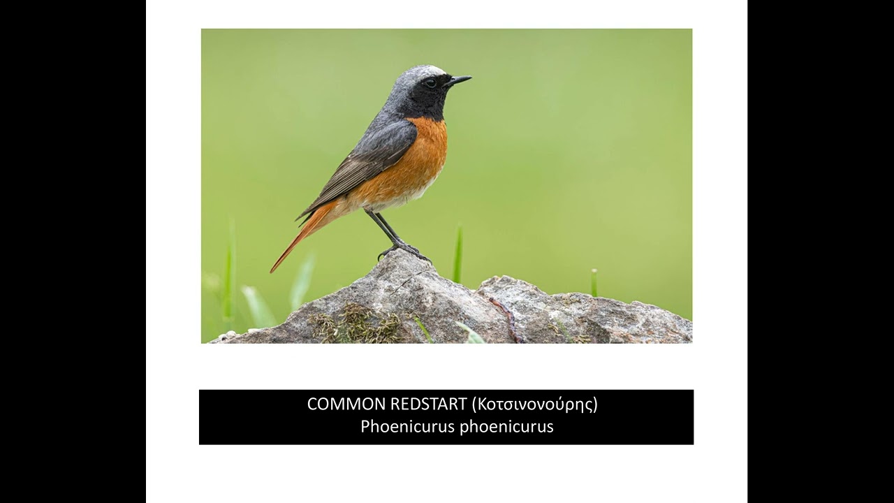 Common Redstart