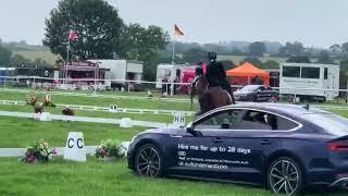 Potential Advanced dressage horse - ad ref:  239937