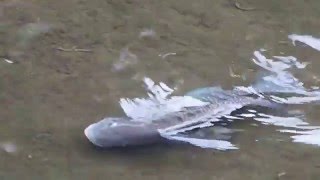 1041209南港四分溪龍困淺灘吳郭魚1
