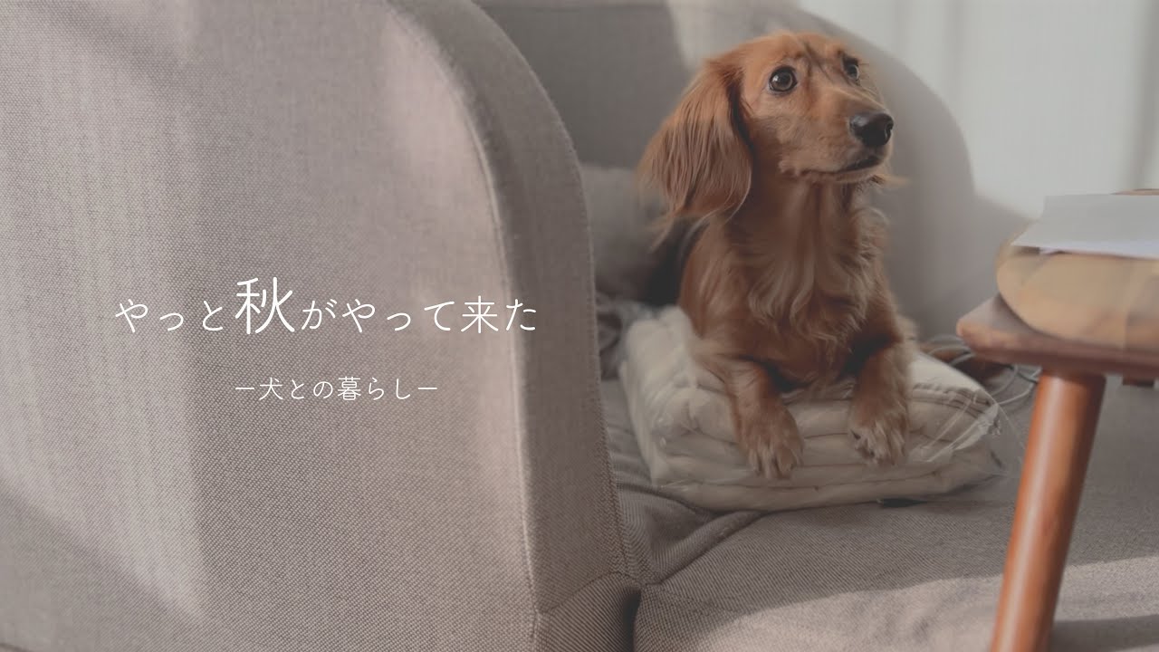 やっぱり圧縮袋が気になるレオ君と秋冬準備【ミニチュアダックスフンド 