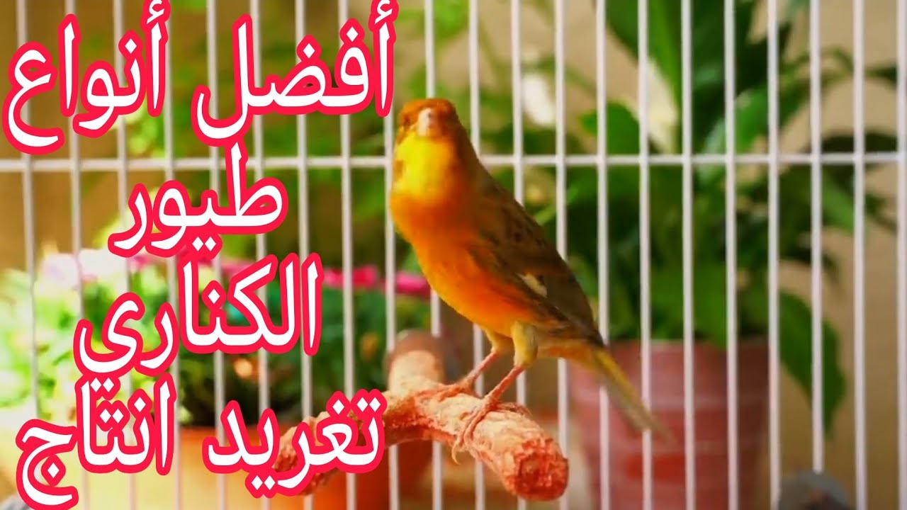 أفضل أنواع طيور الكناري من حيث الإنتاج والتغريد والتخصيب