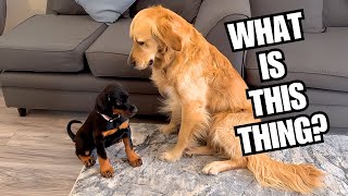 Golden Retriever Meets His New Puppy Sister | HE WASN'T SURE