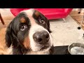 飼い主を亡くした老犬バーニーズが異常です