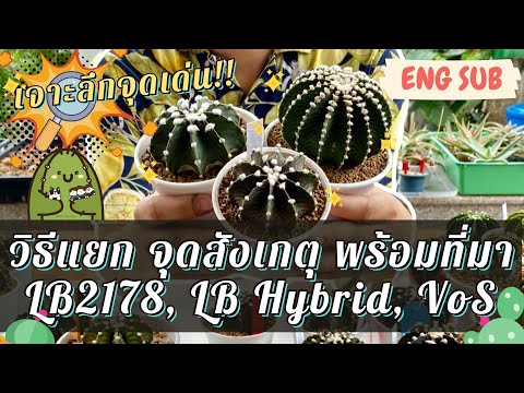 เจาะลึกจุดเด่น!! วิธีแยก จุดสังเกตุ พร้อมที่มา LB2178 แท้, LB Hybrid, VoS | Cactus Cheap Cheap