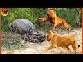15 crazy moments final battle between python vs lion in the tree what happen animal world