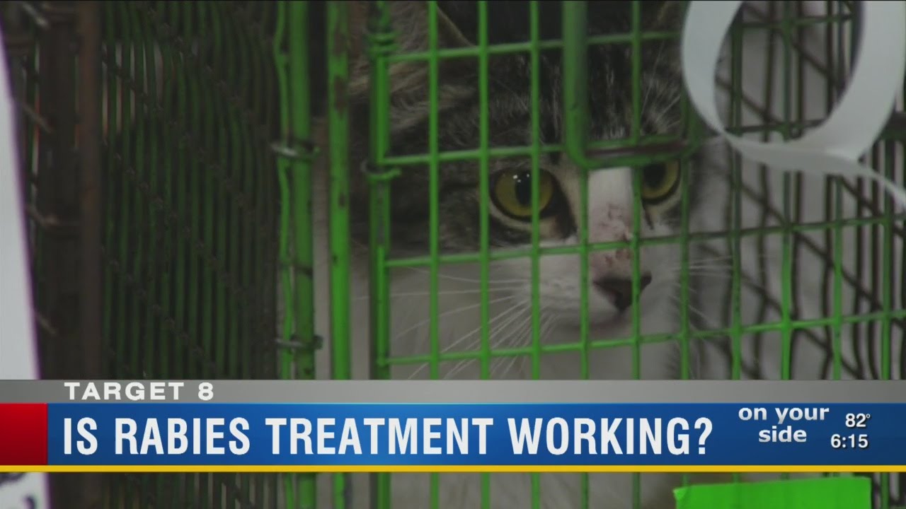 Cat Left at Shelter Had Rabies, Questions of Exposure Raised