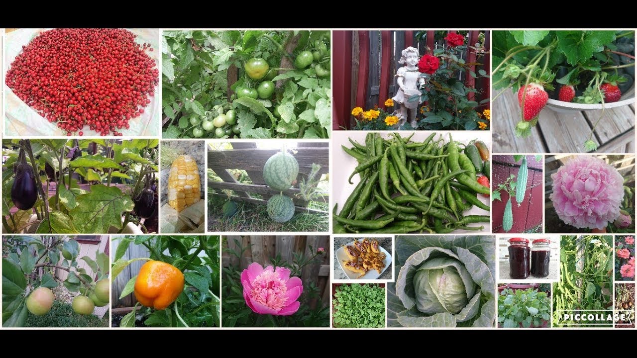 Garden tour | What we grow in our backyard? | Life in Canada - YouTube