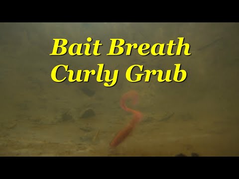 Bait Breath Curly Grub video