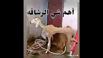ضحك حتى الموت 