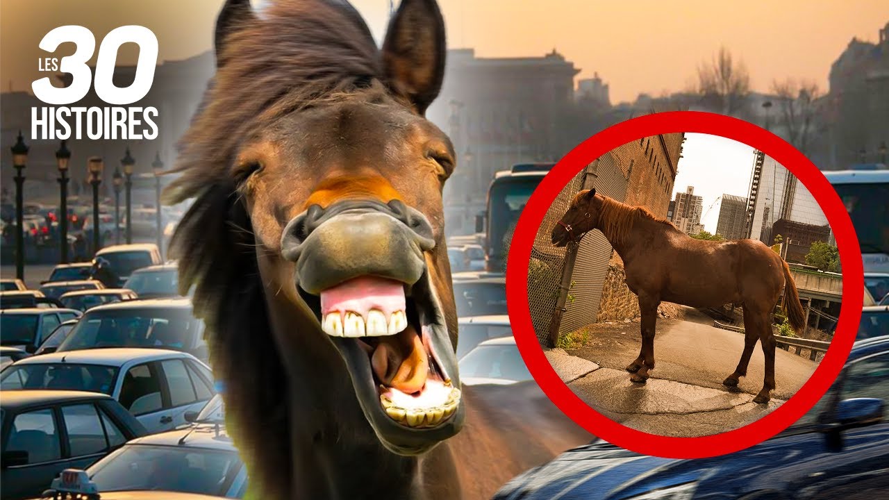 Un CHEVAL panique et se balade dans PARIS 😢 - Les 30 histoires spectaculaires