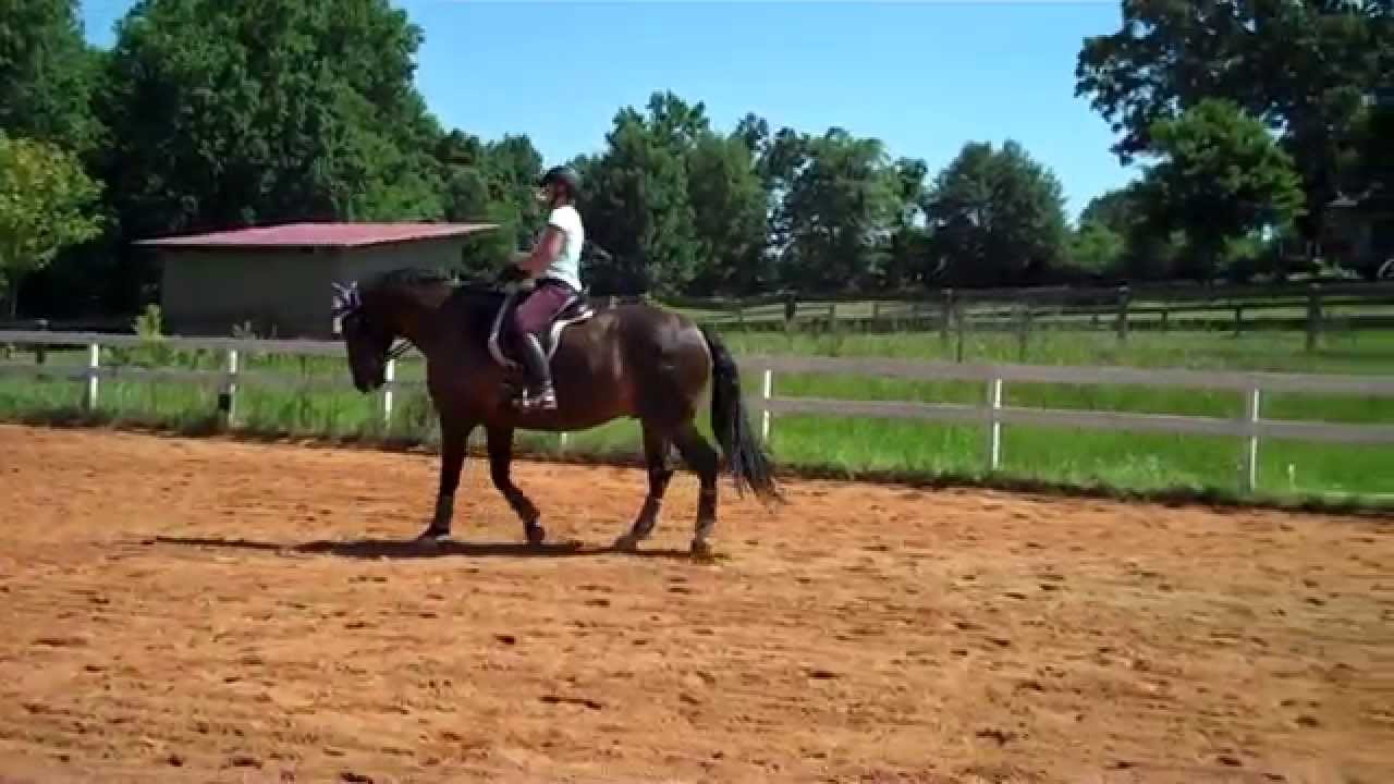 Randi Thompson. Is your horse behind the vertical? Walk. Dressage YouTube