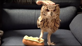 Owl playing with a stuffed hot dog