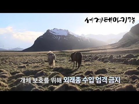 세계테마기행 - 잡학 <strong>다식</strong> 유럽 유랑기- 지구 속 외계 행성, 아이슬란드_#003