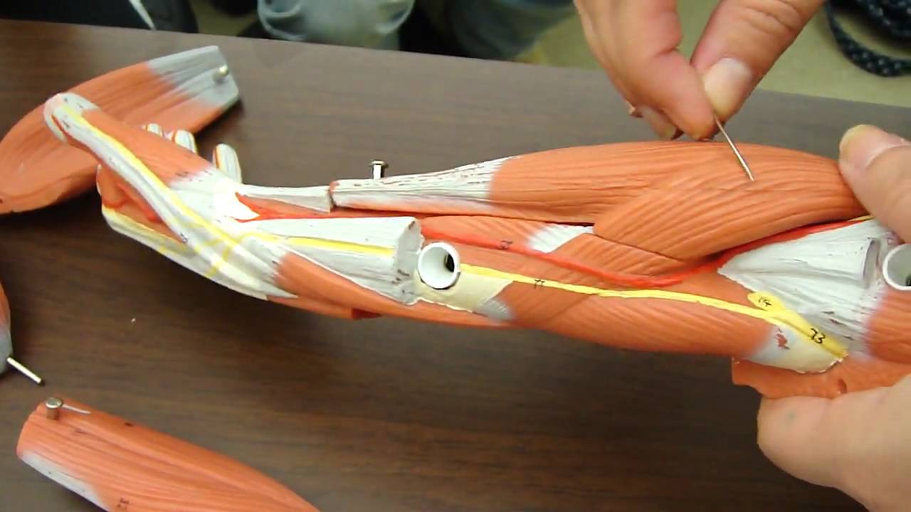 arm muscles UCF 
