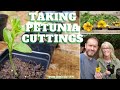 🌺 🧪 Taking Petunia Cuttings - SGD 195 🌺 🧪