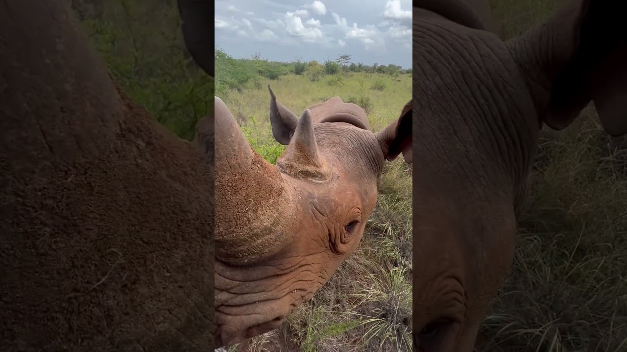 Rhino gets a touch of reassurance from the ranger .   