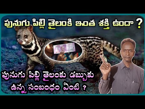 పునుగు పిల్లి తైలం కు డబ్బుకు ఏంటి సంబంధం?