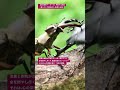 【昆虫衝撃アーカイブ】驚愕！わたしが驚いたミヤマとオオクワの攻防。最強の座をかけた不撓不屈の戦いを4Kで #ミヤマクワガタ #オオクワガタ #昆虫図鑑 #昆虫観察 #insects #undaze