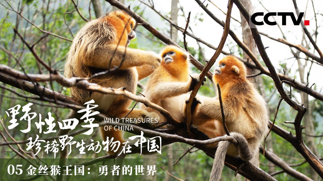 中國珍貴野生動物　中国珍貴野生動物　WILDLIFE OF CHINA　中国語？ 野性四季珍稀野生动物在中国》了解金丝猴家族的生存法则！跨越四季与猴
