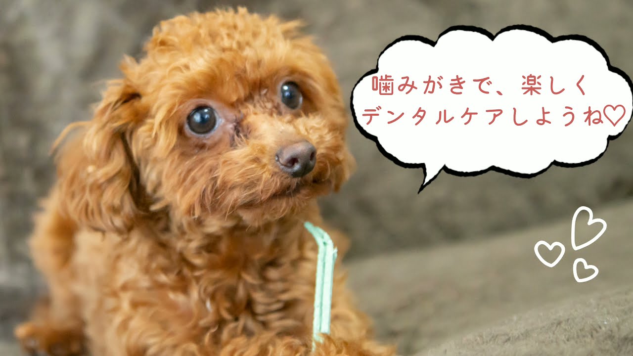 Dr.WANDEL・KANDELの使用量~中型犬・大型犬編~【ワンデル・カンデル