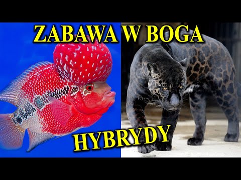 Wideo: Jak powstają hybrydy?