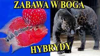 HYBRYDY Zwierząt - Po Co Człowiek Je Tworzy?