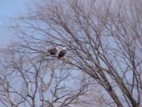Eagles at Lock and Dam 14 - YouTube
