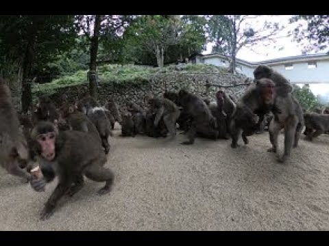 仁義なき”サルたち”の奪い合い秋 【360°VR映像】で覗く芋争奪戦【TOS