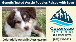 Colorado blue merle Mini Aussies