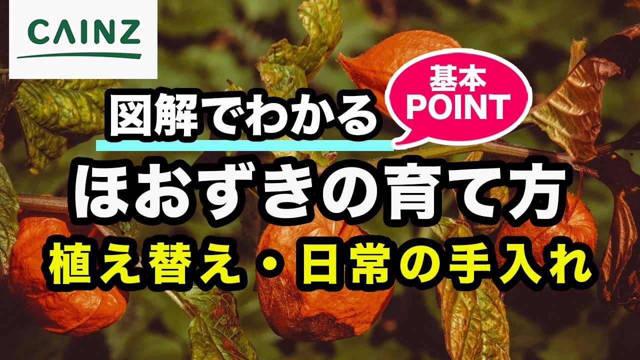 ほおずきの育て方 種まきの季節や水やりのコツ 肥料の与え方 となりのカインズさん