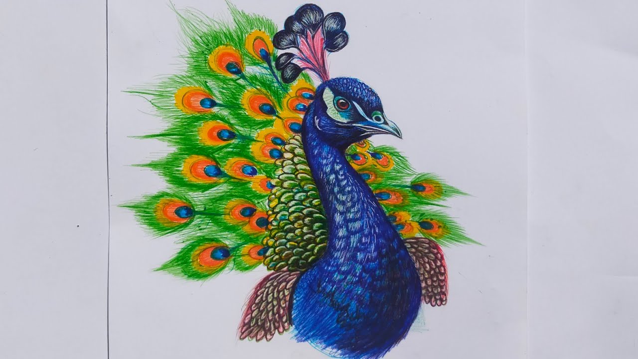 How to Draw a Peacock | Envato Tuts+