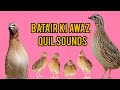 Batair Ki Awaz Quail Sounds بٹیروں کی کیسٹ والی پرانی آواز Batair Ki Awaz Quail Sounds بٹیروں کی کیسٹ والی پرانی آواز