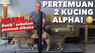 KUCING ALPHA BERTEMU! FERARRI VS GLADIATOR.. NGERII BOSQEUU