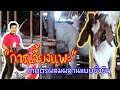 เกษตรผสมผสาน กับการเลี้ยงแพะ ได้ทั้งความสุขและรายได้ l KruThan พาทำ