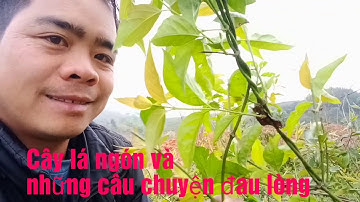 CÂY LÁ NGÓN VÀ NHỮNG CÁI CHẾT