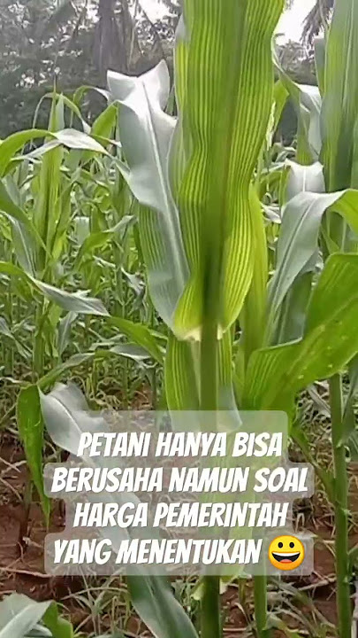 soal harga jagung petani hanya bisa berusaha #viralvideo #sawah #cinematiksawah #pertanian #petani