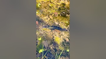 Cá Lớn - cá Lóc Bông Khủng cực kì cảnh giác 😱 #khacthuyvlogg