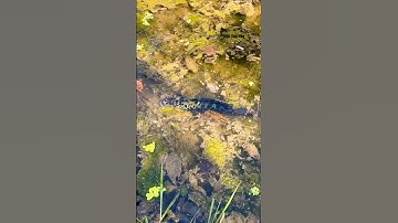 Cá Lớn - cá Lóc Bông Khủng cực kì cảnh giác 😱 #khacthuyvlogg