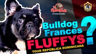 Hay Bulldog Frances Fluffy en Republica Dominicana? by La Ruta Bulls 3,943 views 6 months ago 24 minutes