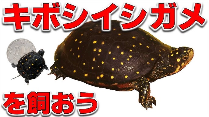 亀さんの雌雄判別方法 キボシイシガメ編 18 027 Youtube