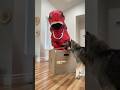 Dinosaur and Dog Get Surprise Package! #shorts